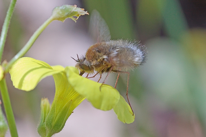 Bombilius sp.